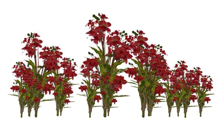 Tropical coral flower cluster 