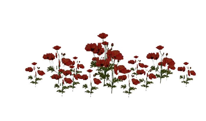 Orange Poppy cluster MP
