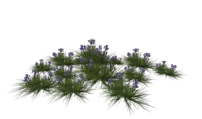 Purple Iris with grass cluster