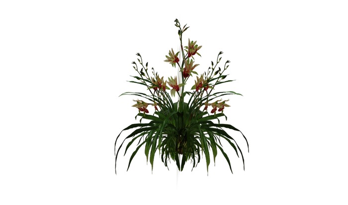 Orange & yellow orchid  
