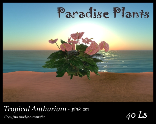 Tropical Anthurium Pink, 2m