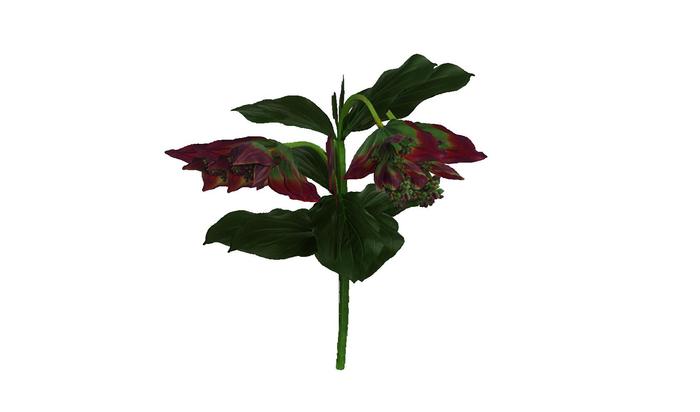 burgundy lily