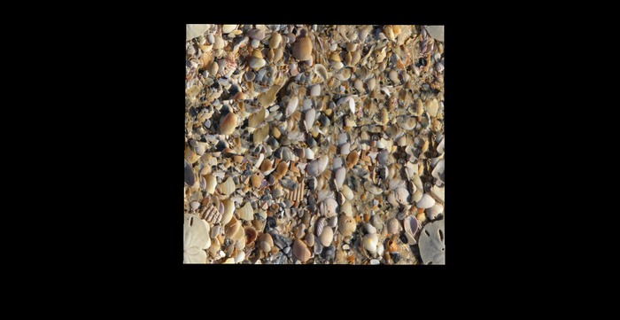 Sand dollar and shells full perms texture
