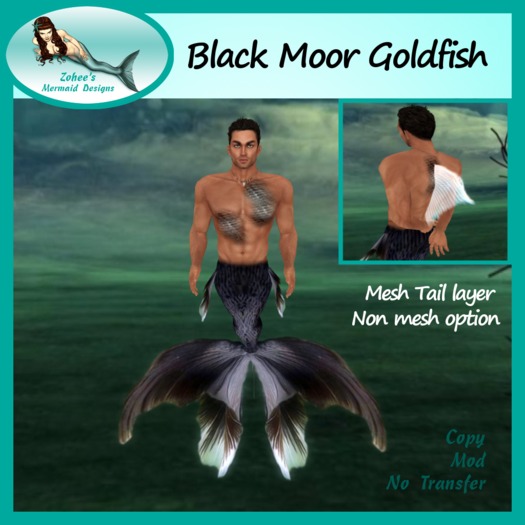 male black moor goldfish