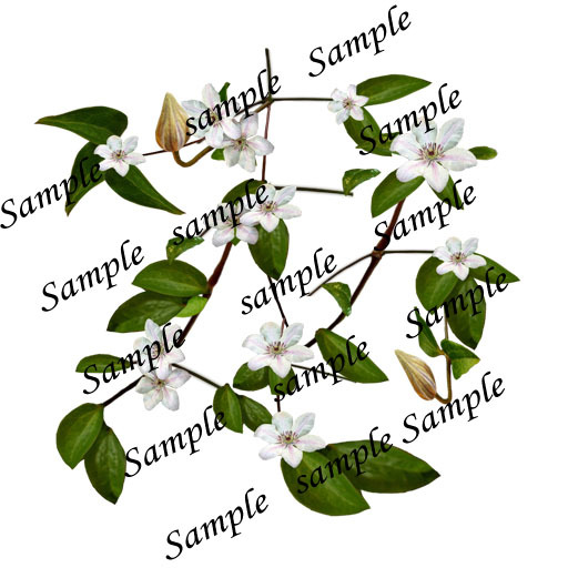 Clematis Jan Pawel WHITE - Powojnik