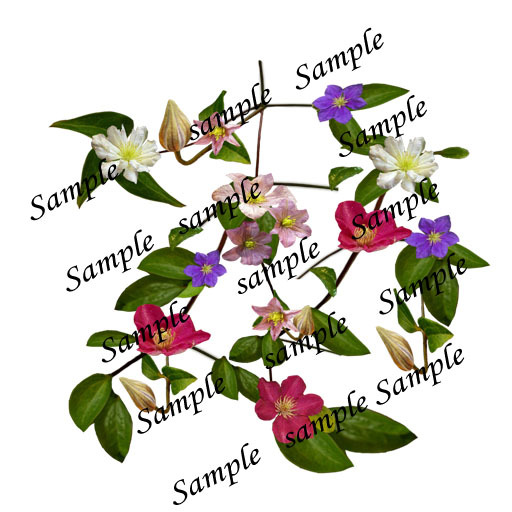 Clematis few colors