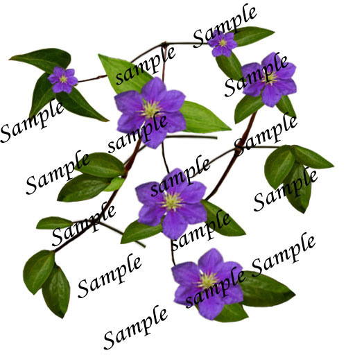 Clematis Jackmanii - Powojnik Jackma texture