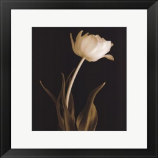 G! Picture White Tulip 2
