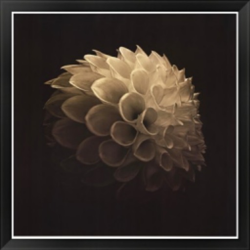 G! PR5 Perfect Flower