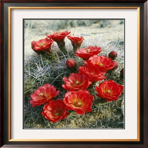 G! 75 Catus in Bloom 75