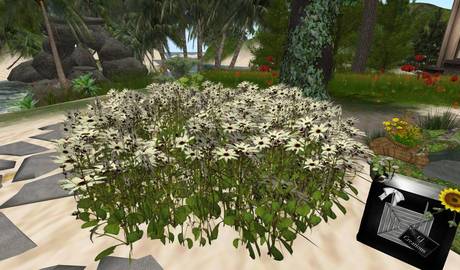 Second Life Marketplace - CJ Field wild Flowers white