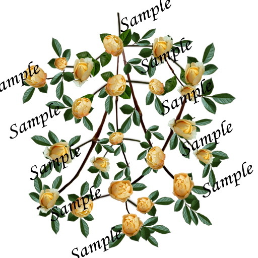 Rosa Amber Cover vine texture 