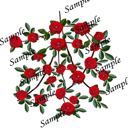 Rosa Adventure vines texture 