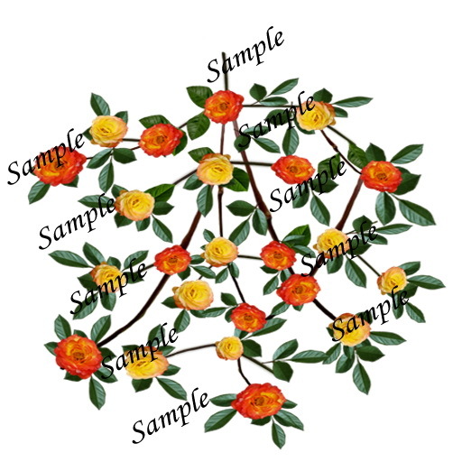 Rosa Rumba vine texture 
