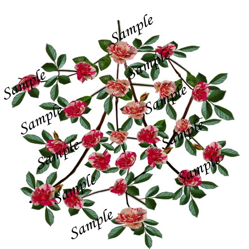 Rosa Concert vines texture B