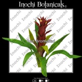 Inochi Botanicals - 