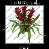 Inochi Botanicals - Bromeliad Triple Red