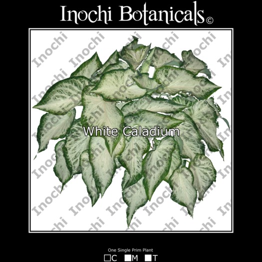 Inochi Botanicals - White Caladium