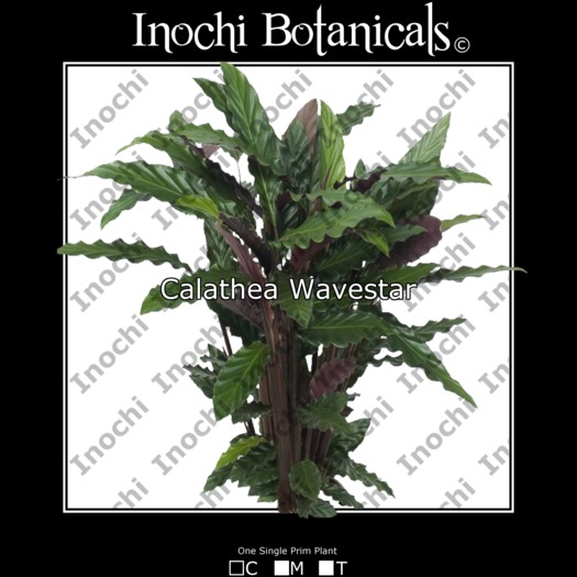 Inochi Botanicals - Calathea "Wavestar"
