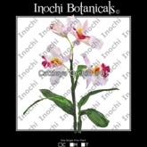 Inochi Botanicals - 
