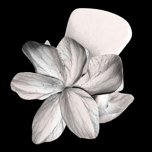 *LODE* Hat - Magnoli [exclusive:white]