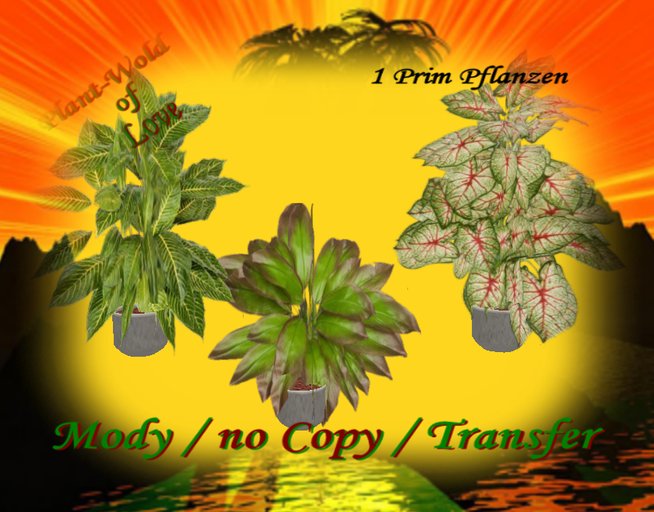 Houseplants Box   11