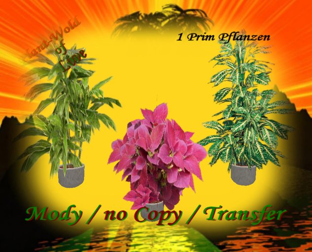 Houseplants Box   9