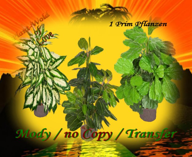 Houseplants Box   6