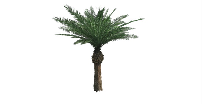 V&H 9 Tropical trees,palms,fat pack