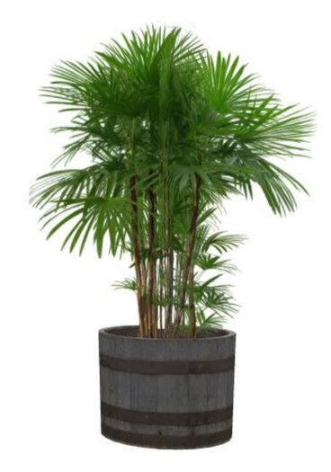 PALM PLANTER IN ROUND BARREL  