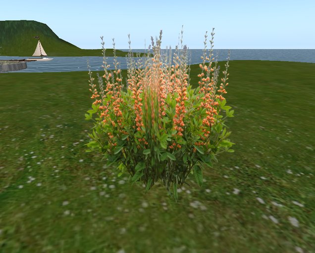 Cruella's 1 Prim Baptisia -  Peach -  Copy - Scripted