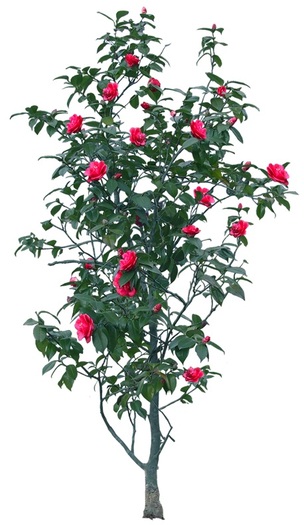 Texture Roses bush 0_3ad49_68442a2a_XL