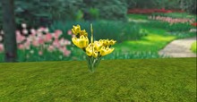 V&H Spring flowers  Yellow snow crocus