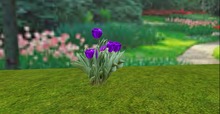 V&H Spring flowers Purple Tulips