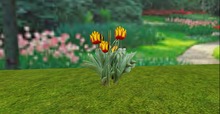 V&H Spring flowers Yellow red Tulips