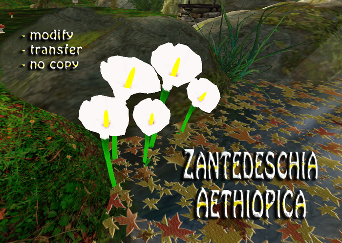 Zantedeschia Aethiopica - Flowers