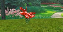 V&H Spring flowers Red Tulips