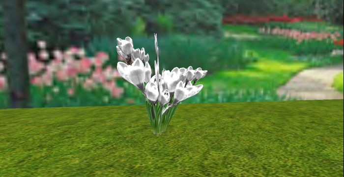 V&H Spring flowers white snow crocus