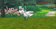 V&H Spring flowers white snow crocus