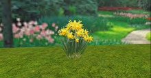 V&H Spring flowers Yellow Daffodils