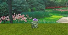 V&H summer flower Aconitum carmichael Blue mod copy