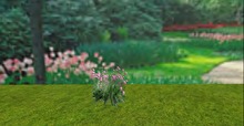 V&H summer flower Chives mod copy