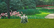 V&H summer flower Cleome Pink mod copy