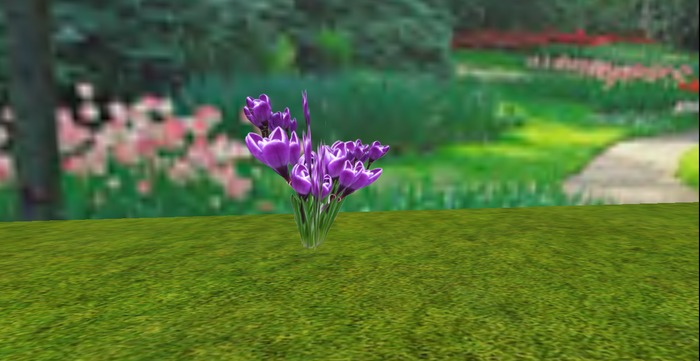 V&H Spring flowers  Purple snow crocus