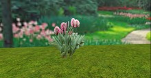V&H Spring flowers Pink Tulips