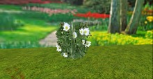 Anemone blanda flower plant modify copy