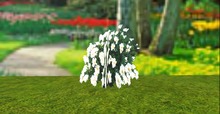 Wood Peony  flower plant modify copy