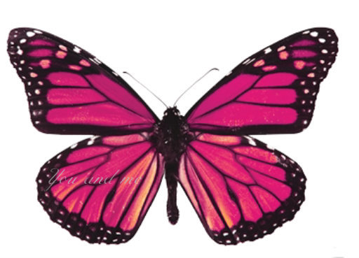 PINK BUTTERFLY