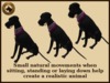 Vkc black great dane marketplace advert 02