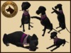 Vkc black great dane marketplace advert 03